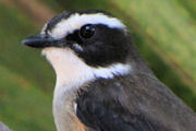 Buff-sided Robin (Poecilodryas cerviniventris)